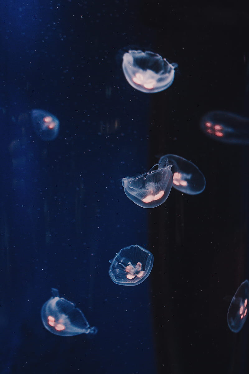 underwater graphy of Jelly fishes, HD phone wallpaper