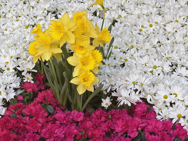 Brighton Narcissus and Daisy Flowers, flowers, nature, colourful, HD wallpaper