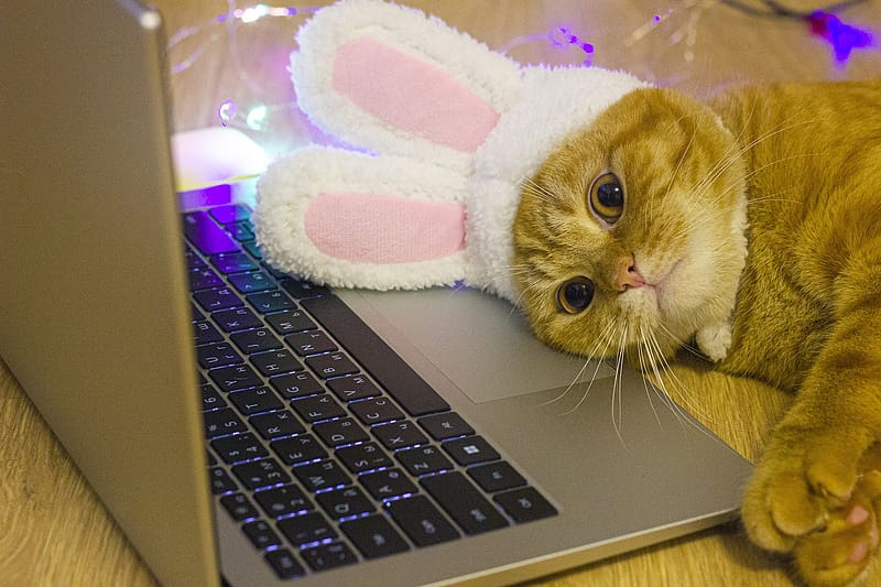 :), bunny, pink, pisici, ears, laptop, chinese zodiac, cat, new year, year of the rabbit, HD wallpaper