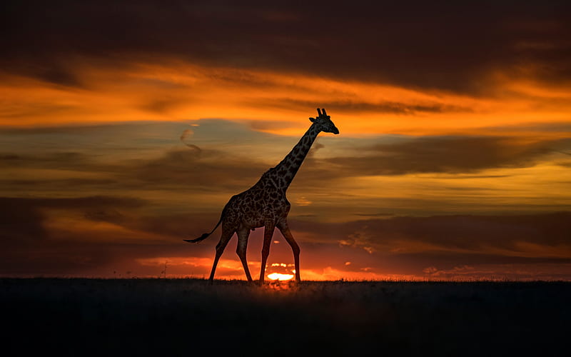 Giraffe, sunset, evening, Africa, wildlife, wild animals, giraffes, African animals, HD wallpaper