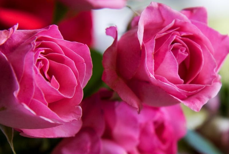 Pink Roses!, flowers, nature, roses, pink, HD wallpaper | Peakpx