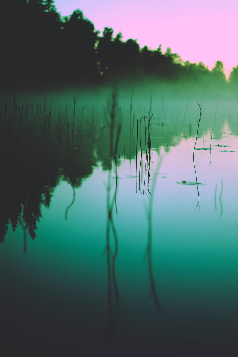 lake, fog, morning, algae, trees, reflection, HD phone wallpaper