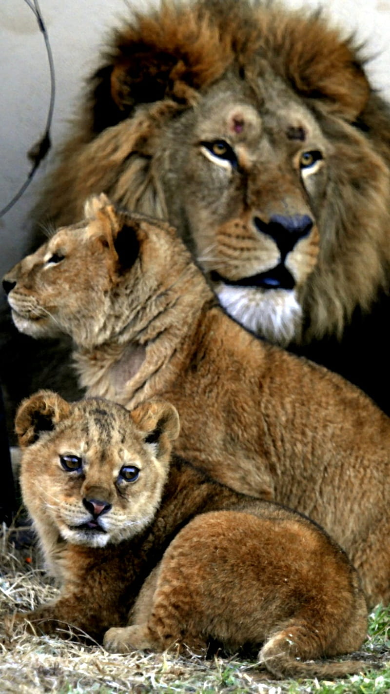 lions, brown, family, HD phone wallpaper
