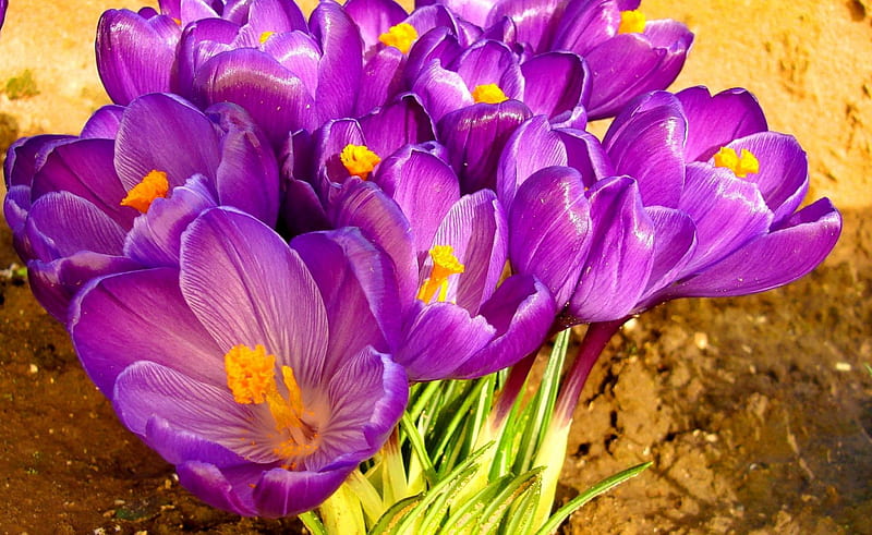 Spring flowers, pretty, crocus, lovely, ground, bonito, spring, lvoely, freshness, flowers, nature, HD wallpaper