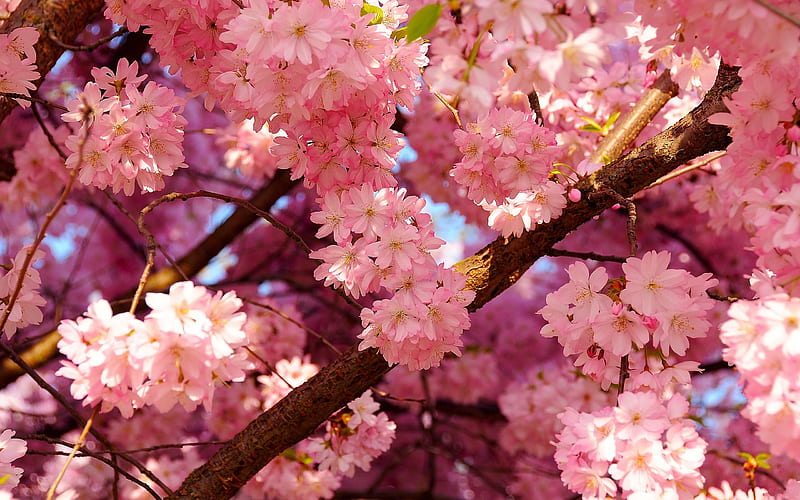 Cherry Blossom, flor de serezo, rosado, maravilloso, HD wallpaper | Peakpx