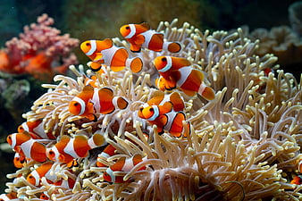Clownfish | Wallpapers | Monterey Bay Aquarium