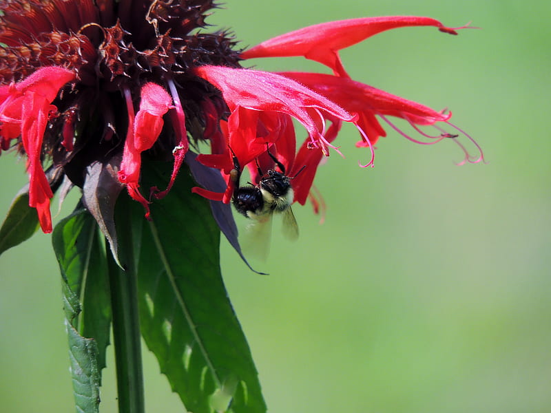 Bee Balm And A Bee, Bee Balm, graphy, Bee, Nature, Flower, HD wallpaper