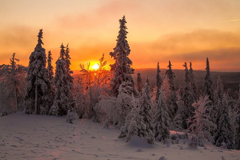 Winter - sunset, forest, sunset, Winter, spruce, HD wallpaper | Peakpx