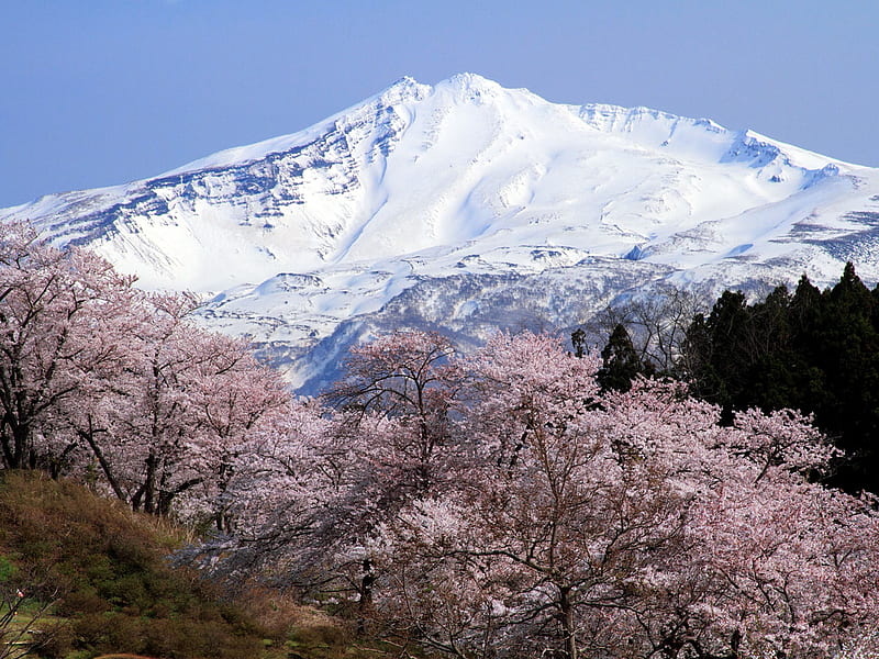 Cherry Blossoms at Mt Fuji, japanese, trees, mountain, japan, snow, flowers, native, blooms, pink, HD wallpaper