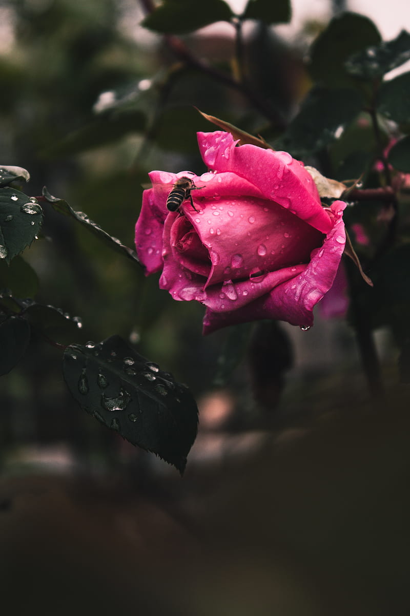 rose, flower, bee, drops, plant, HD phone wallpaper
