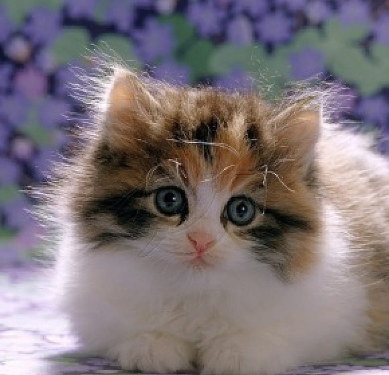 Cute fluffy Calico kitten, fluffy, kitten, cats, animals, Calico, HD wallpaper