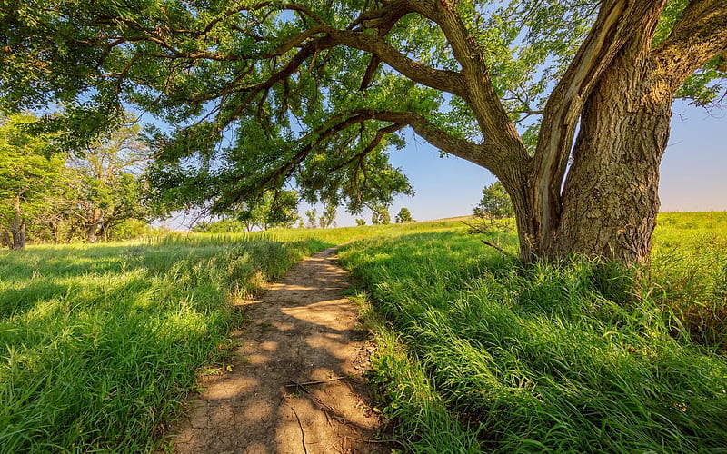 country road, sunny day, tree, HD wallpaper