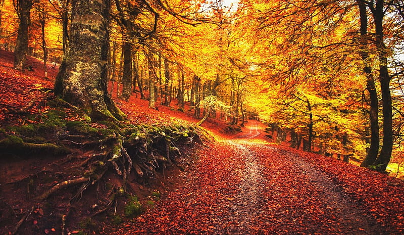 Autumn Walk, red, forest, autumn leaves, yellow, bonito, trees, mountain, roots, green, moss, path, hillside, HD wallpaper