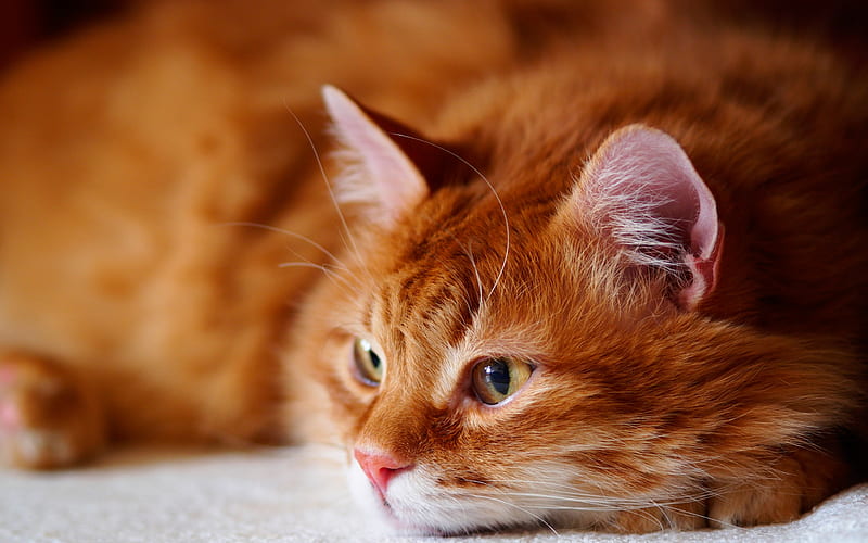 ginger cat, British short-haired cat, pets, cute animals, big cat, HD wallpaper