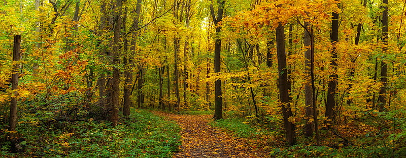 Earth, Fall, Foliage, Forest, Path, HD wallpaper