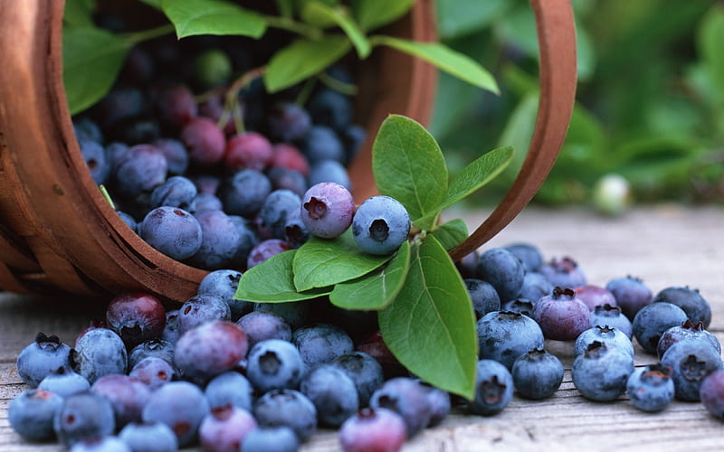 bilberry berry crop basket-, HD wallpaper