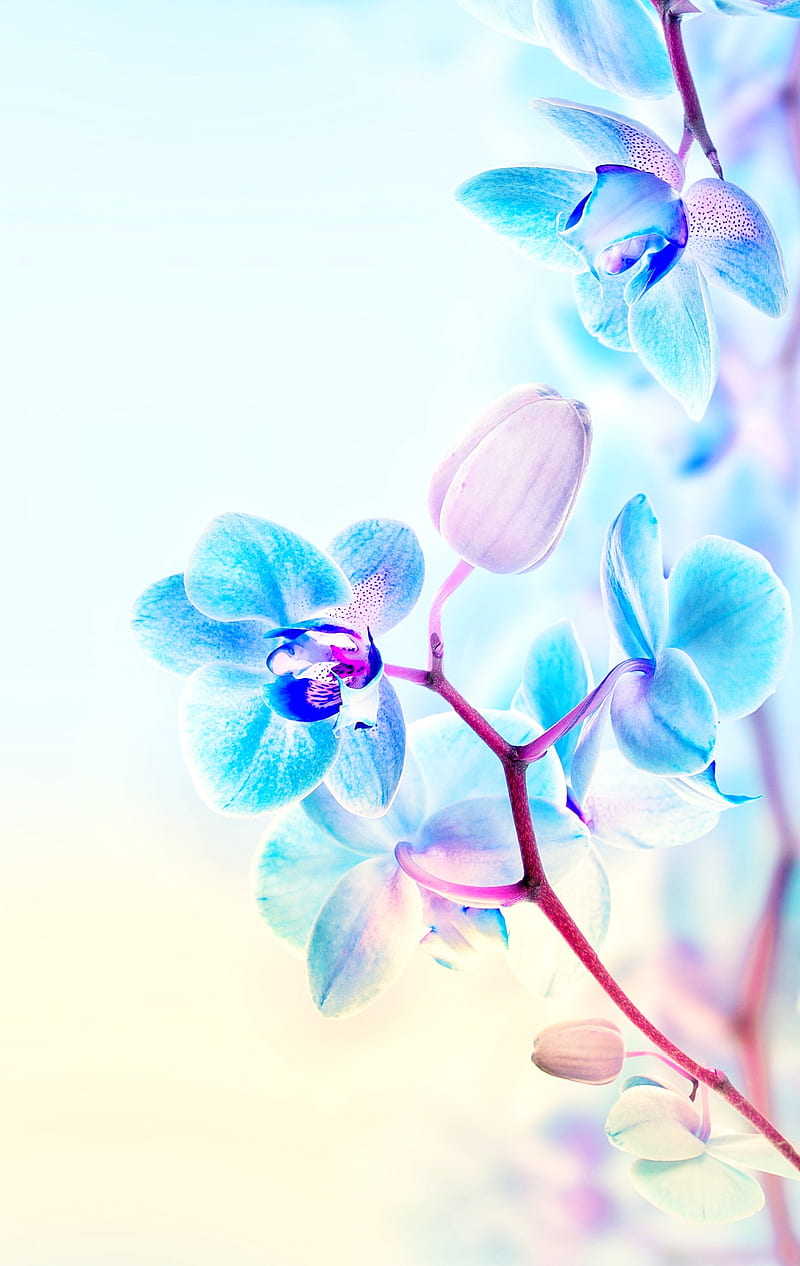 Orchid, blue, flower, nature, pink, HD phone wallpaper | Peakpx