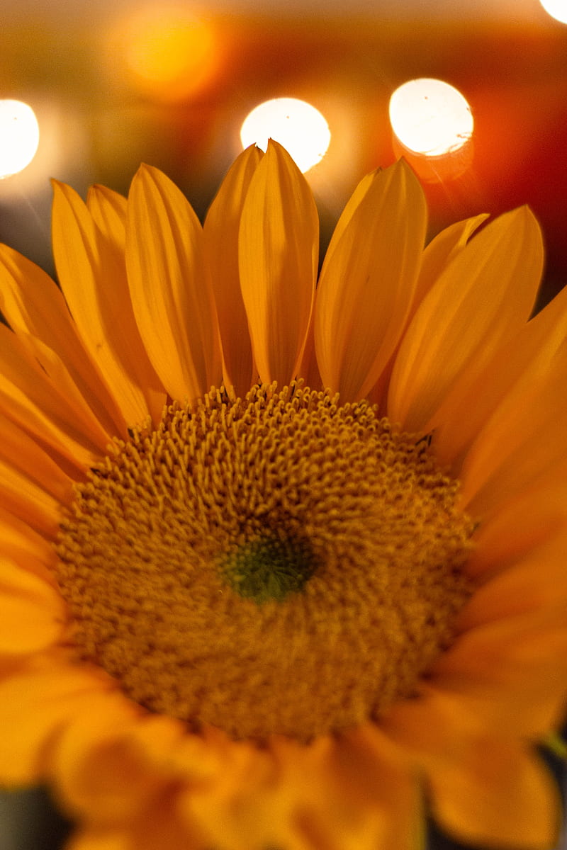 close view of sunflower, HD phone wallpaper