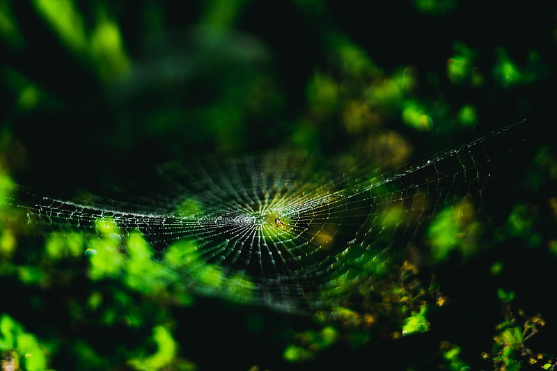 spider web, cobweb, spider, macro, close up, HD wallpaper