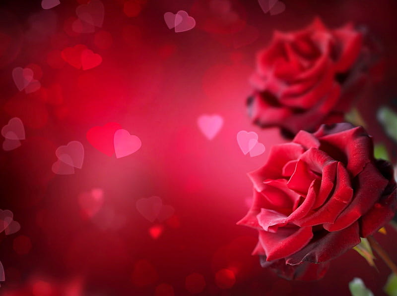Valentine background, red, pretty, background, bonito, valentine, leaves, nice, love, flowers, lovely, romantic, romance, holiday, corazones, gift, roses, bouquet, passion, petals, HD wallpaper