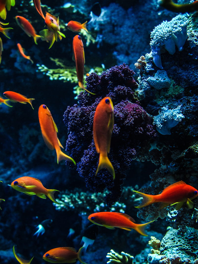 aquarium, fish, water, corals, HD phone wallpaper