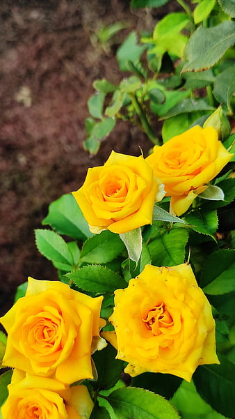 350 Yellow Rose Pictures HD  Download Free Images on Unsplash