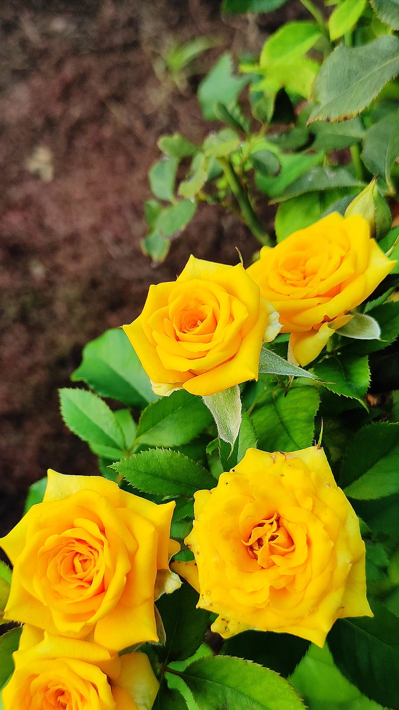 Yellow rose, flower, green, iphone, mi, pink, redmi, HD phone wallpaper |  Peakpx