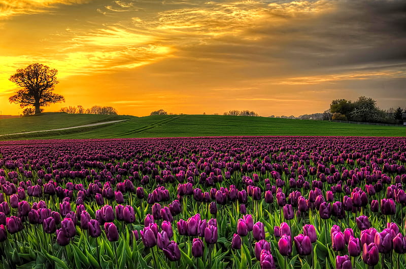 Tulips field, pretty, amazing, bonito, sunset, sky, flowers, tulips, sunrise, field, meadow, HD wallpaper