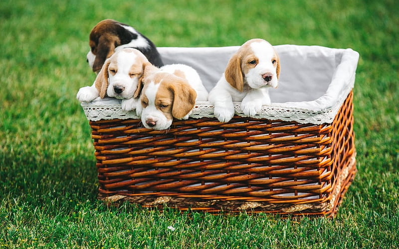 Beagle, puppies, cute animals, basket, green grass, HD wallpaper
