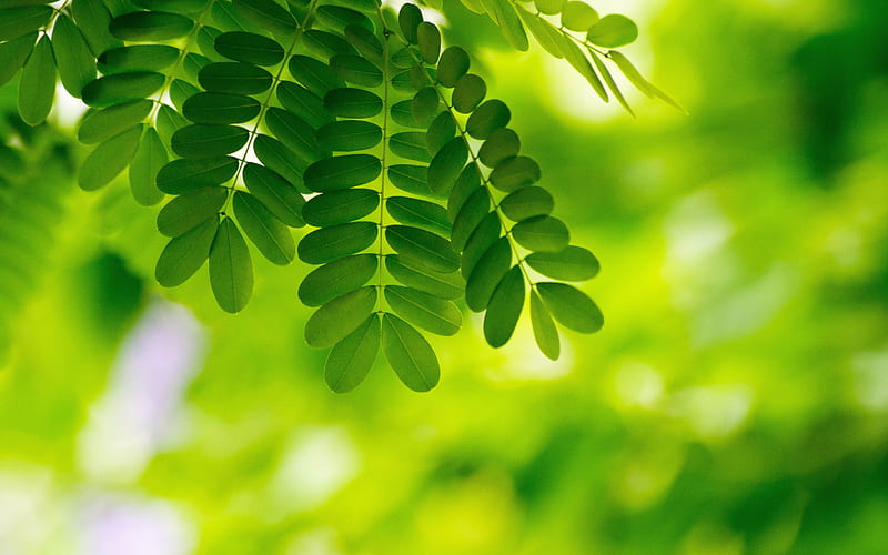 Green Leaves Plants 2021 Spring Macro, HD wallpaper