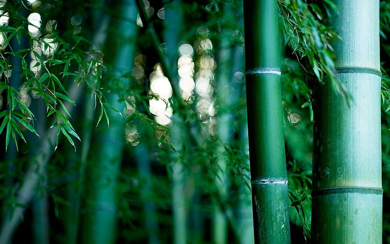 Bamboo forest, forest, green, nature, colour, bamboo, HD wallpaper