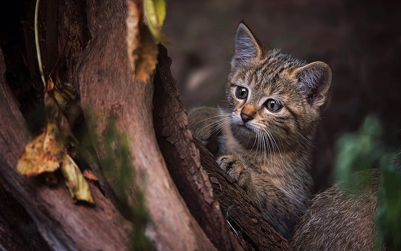 Norwegian Forest Cat, kitten, fluffy cat, pets, forest, domestic cats, cute animals, cats, Gray Norwegian Forest Cat, HD wallpaper