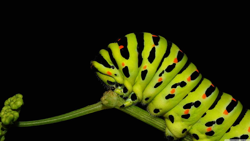 caterpillar, insect, walking, green, HD wallpaper