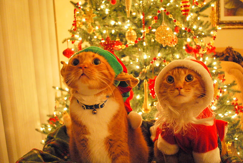 Kitty Elf / Kitty Santa, christmas, elf, kitty, bonito, sweet, cute, santa, cats, animals, HD wallpaper