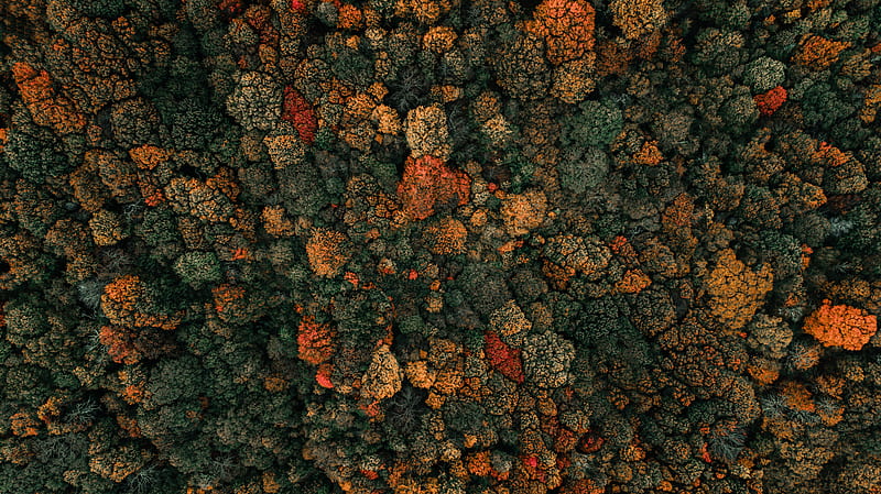 Autumn trees, Forest, Aerial view, Birds eye view, Green Trees, Nature ...
