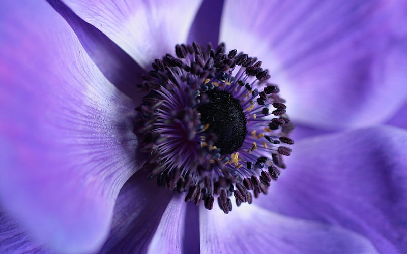 purple flower-Natural plant macro, HD wallpaper
