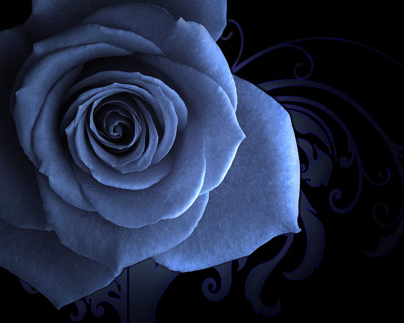 Beautiful rose, rose, graphic, beautiful flower, flower, beauty, blue rose, blue, HD wallpaper