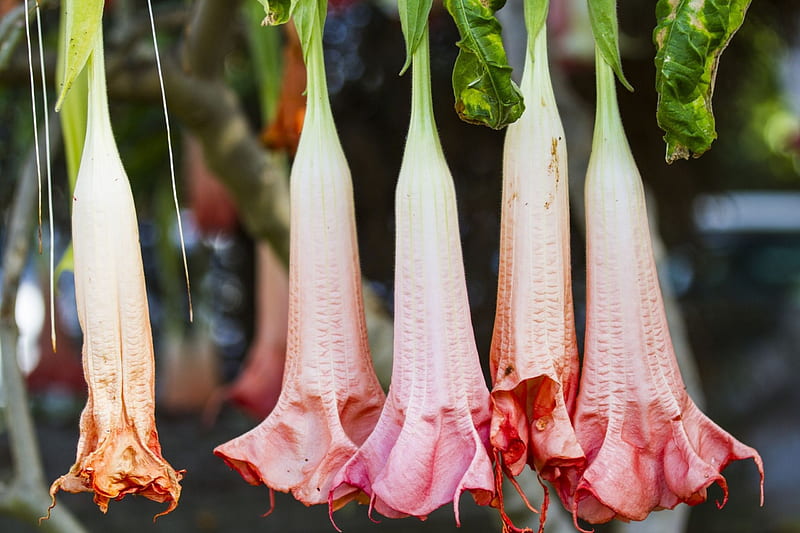 Datura Leaves Plant Blossoms Garden Petals Hd Wallpaper Peakpx