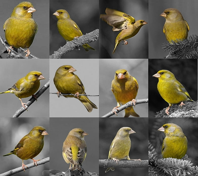 Greenfinch, johnnnnn, johnnnnn2, HD wallpaper