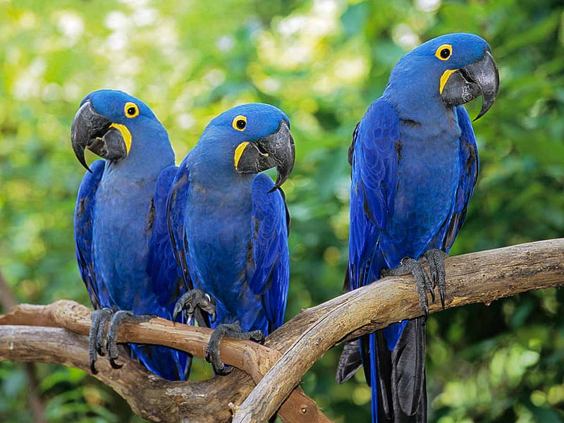 Hyacinth Macaws, hyacinth, parrot, bird, blue, HD wallpaper | Peakpx