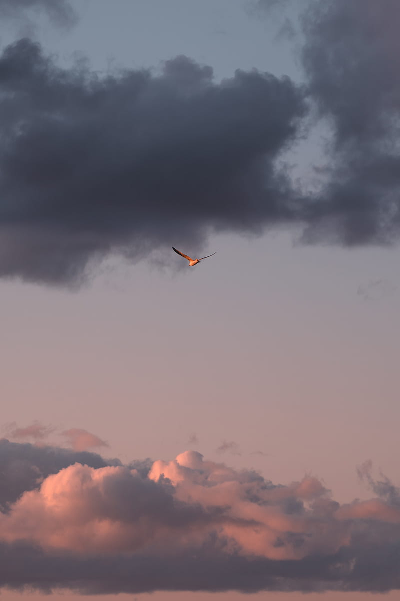 bird, sky, flight, clouds, wings, HD phone wallpaper