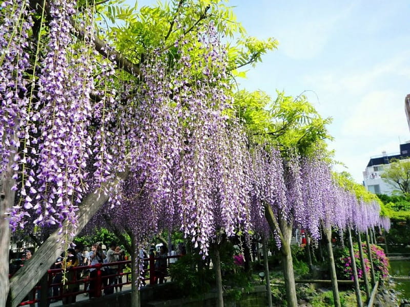 Koto Garden, japan, japanese, tokyo, koto, flowers, garden, HD ...