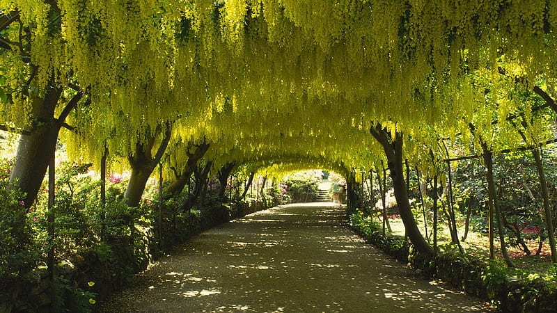 Yellow Wisteria Archway, flowers, archway, yellow, bonito, road, wisteria, HD wallpaper
