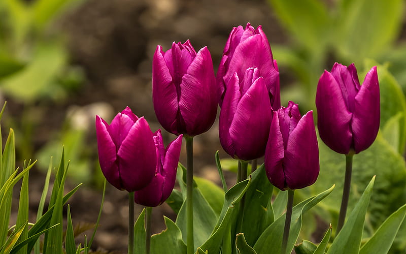 purple tulips, background with tulips, spring flowers, floral spring background, tulips, HD wallpaper