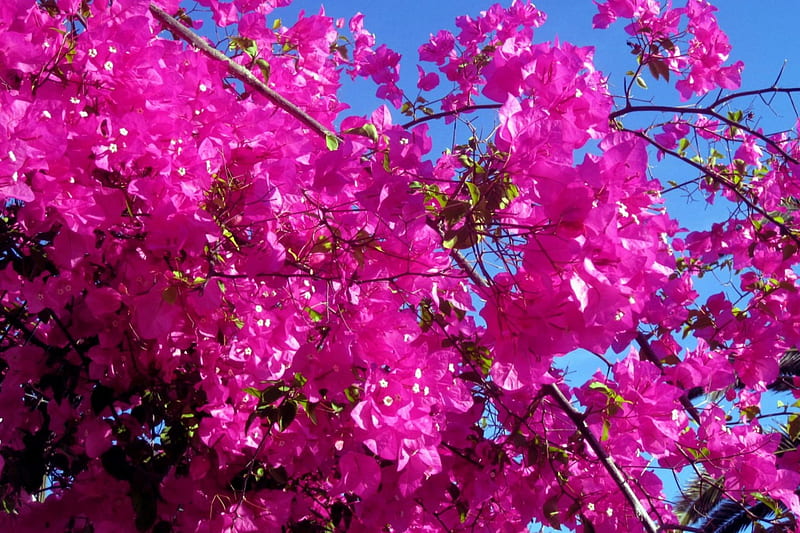 Beautiful bougainvillea, purple, flowers, nature, sky, blue, HD wallpaper