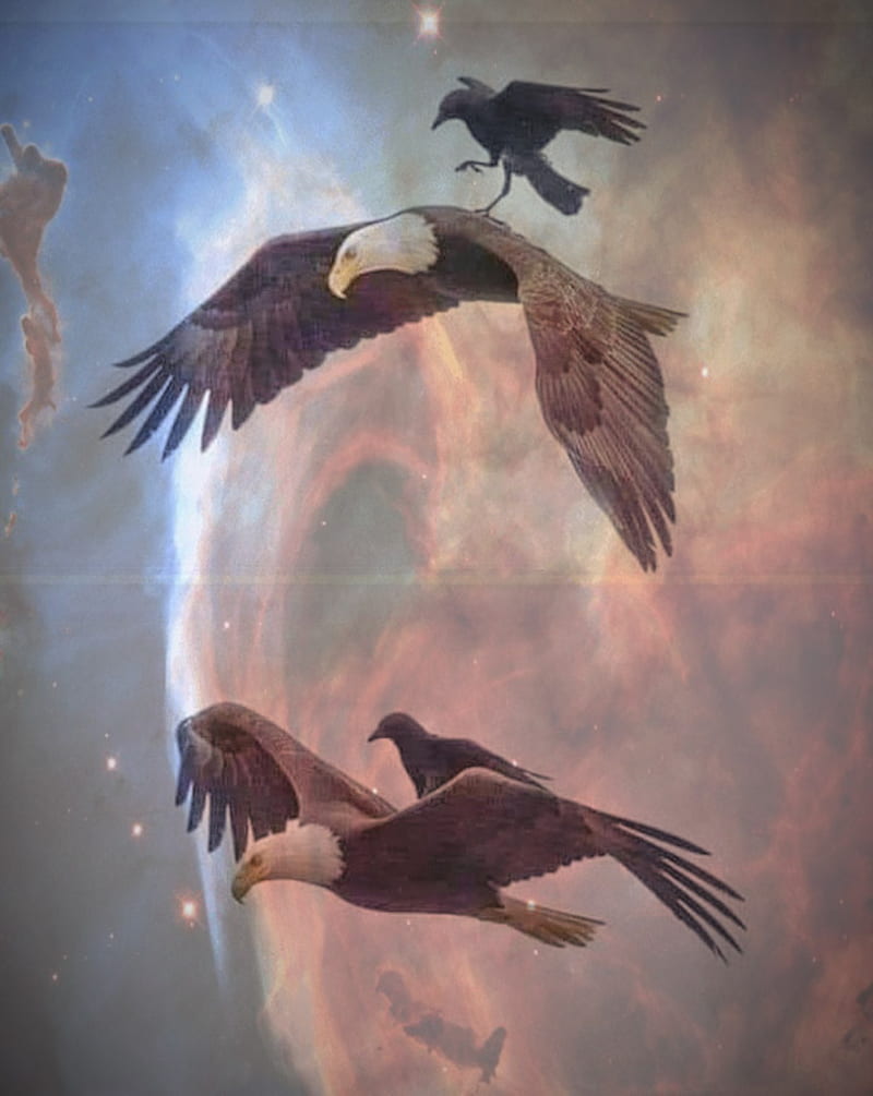 águila y cuervo, águila, águilas, mosca, Fondo de pantalla de teléfono HD |  Peakpx