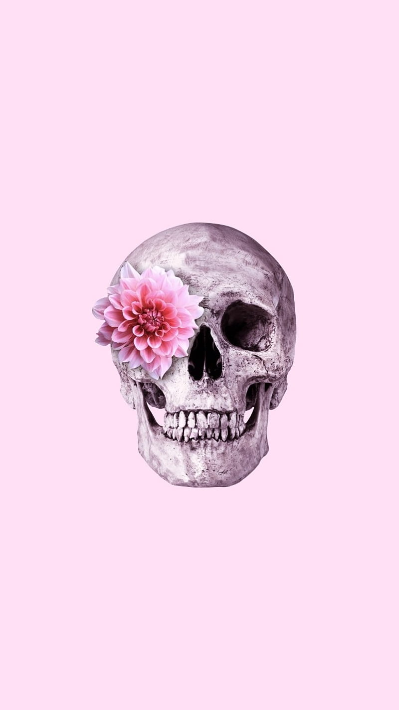Skull, flower, pink, HD phone wallpaper