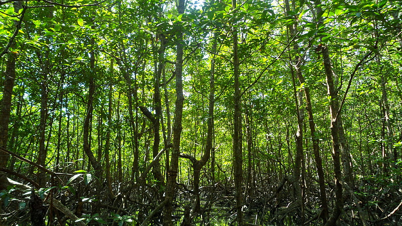 Mangrove Swamp mangrove, branch, swamp, leaf, leaves, water, green, trunk, HD wallpaper