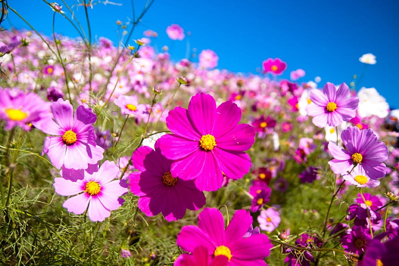 Cosmea, blossoms, park, petals, white, pink, HD wallpaper
