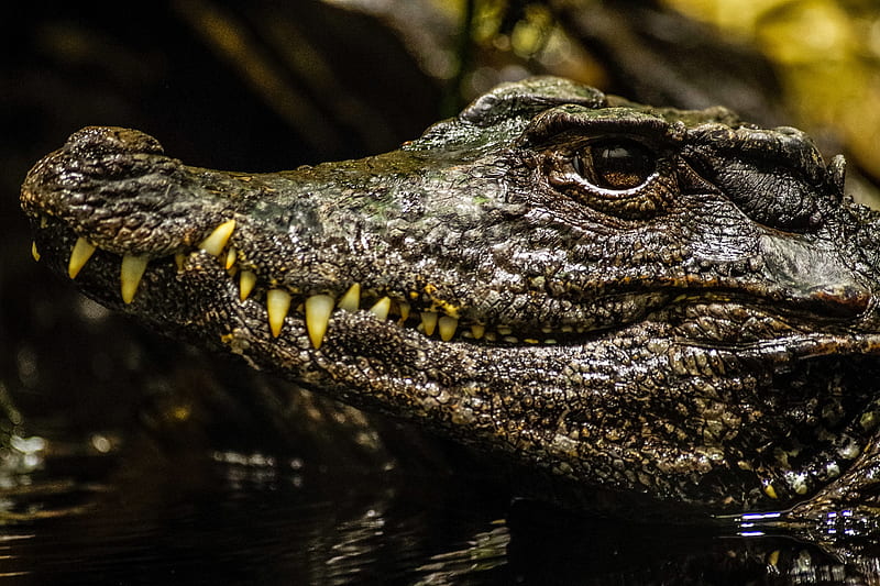 Reptiles, Crocodile, Muzzle, HD wallpaper